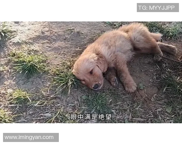 亚特兰大兽医院成功救助受伤金毛，温暖人心